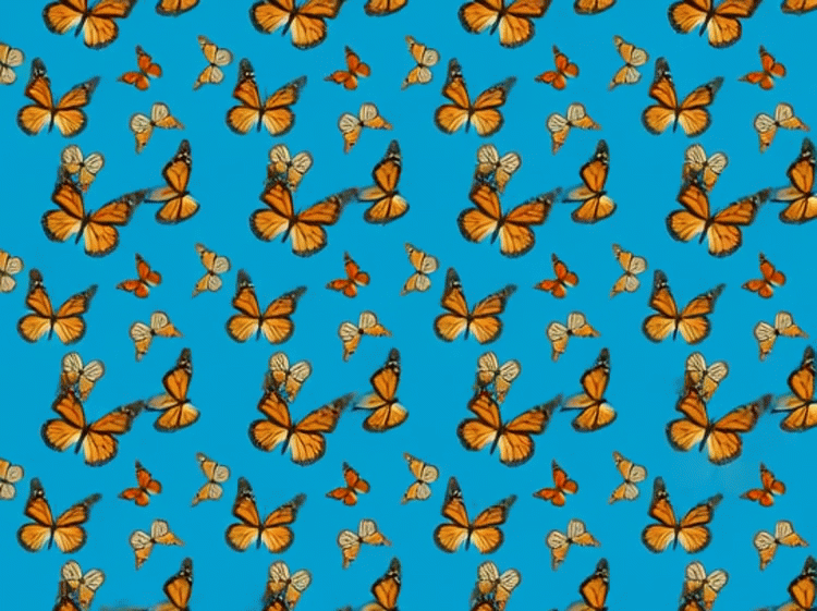 Monarch Beach Print - 01